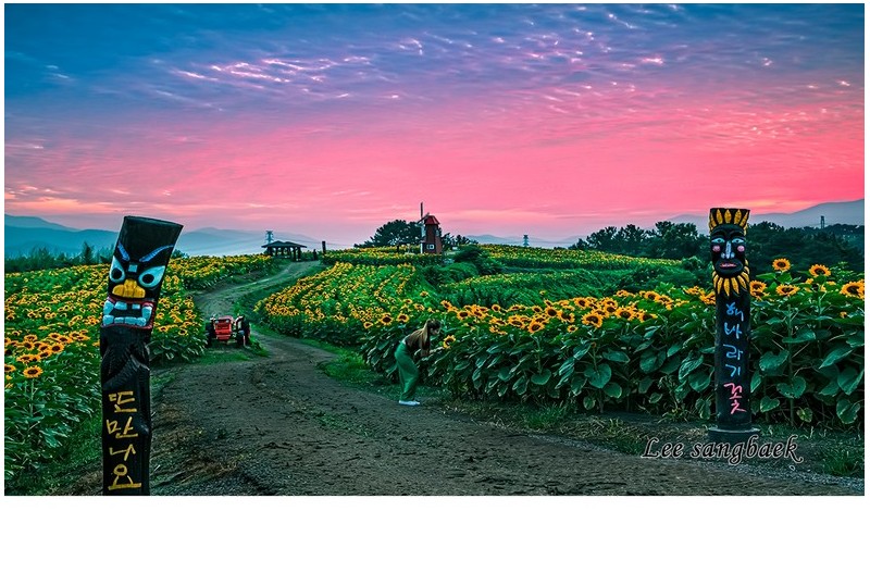 강주리 해바라기 꽃