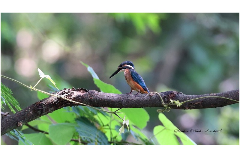 총이 새끼나왔네 ?