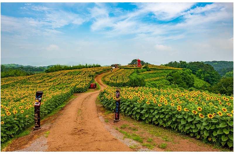강주리 해바라기마을