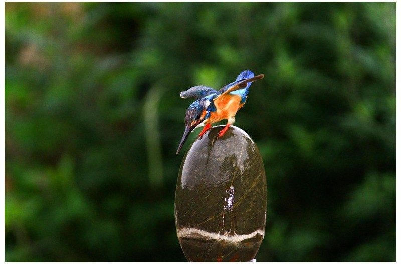 물총새 고기사냥