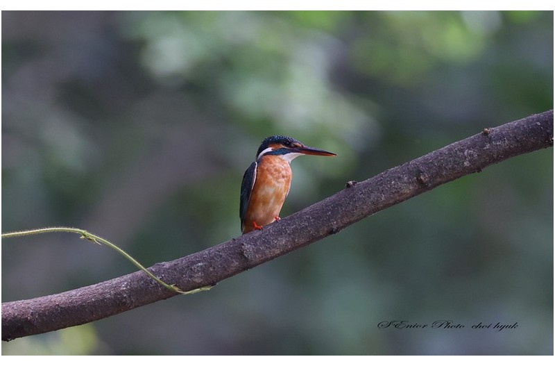 어미와 새끼  ㅡㅡㅡㅡㅡㅡㅡㅡㅡㅡㅡ