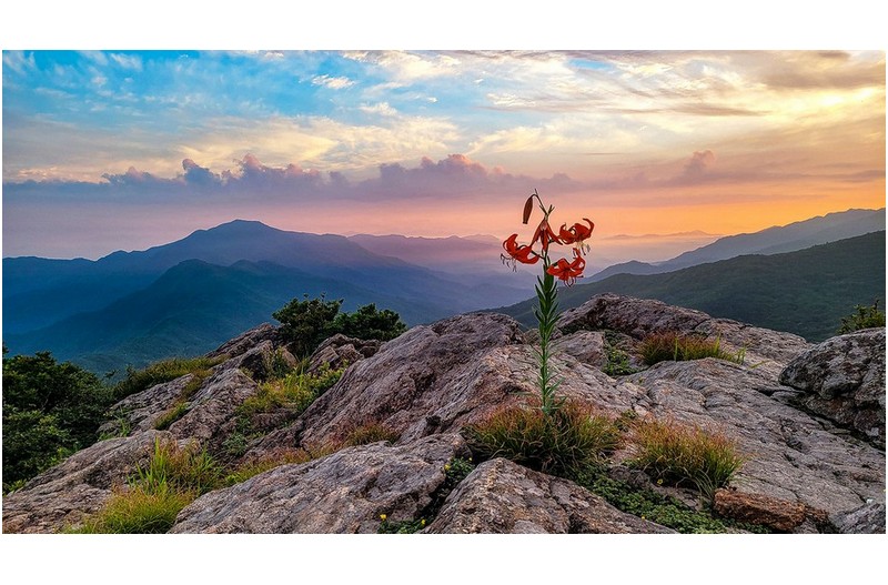 원하는 모습은 아니더라도 꽃은 피더랴.