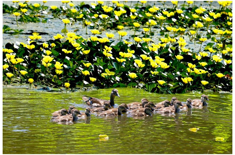 원앙새 가족`