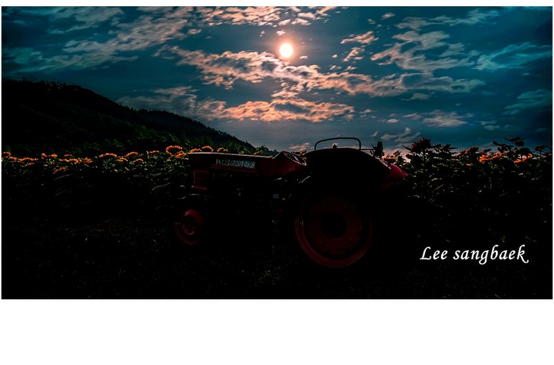 달밤의 해바라기 밭