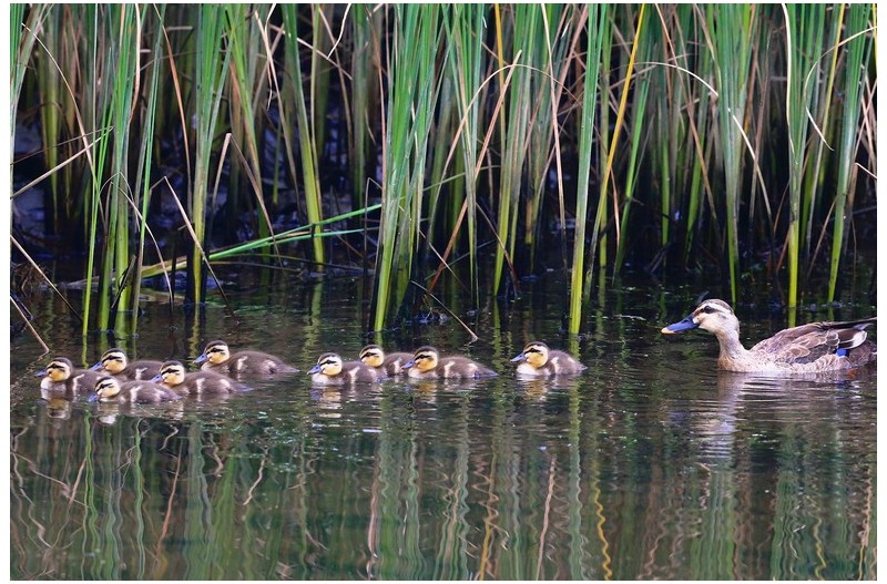 오리가족 나들이`