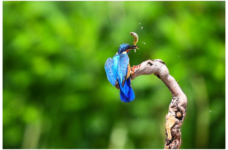 물총새 먹이 사냥`