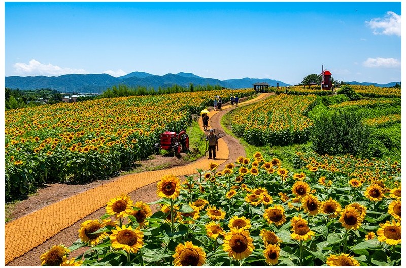 강주리 해바라기