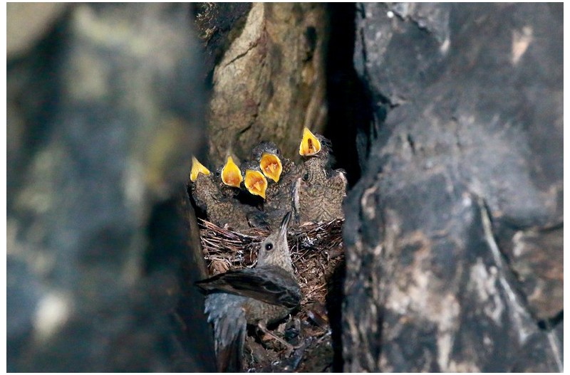 바다직바구니 육추`
