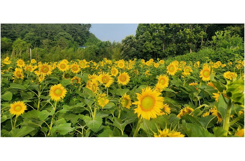 태안 올래정원 해바라기