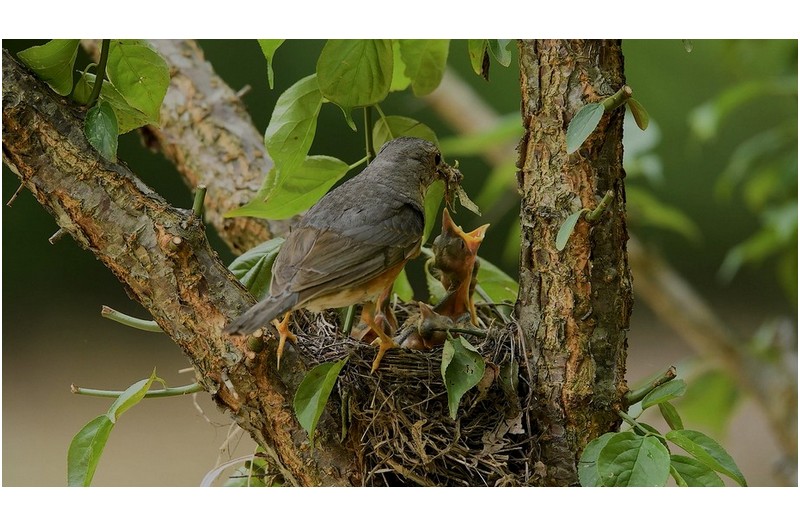 갑사 되지빠귀 육추