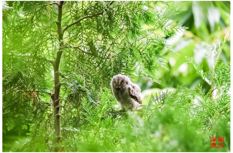 막 이소한 소쩍새