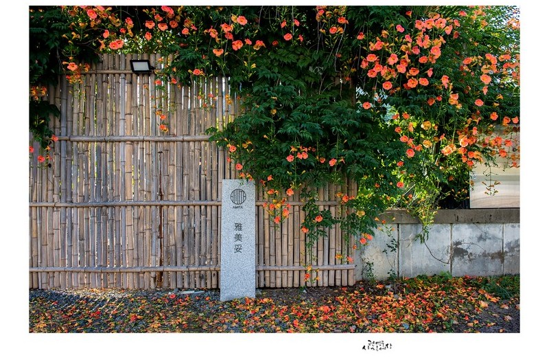 대나무 울타리에 핀 능소화