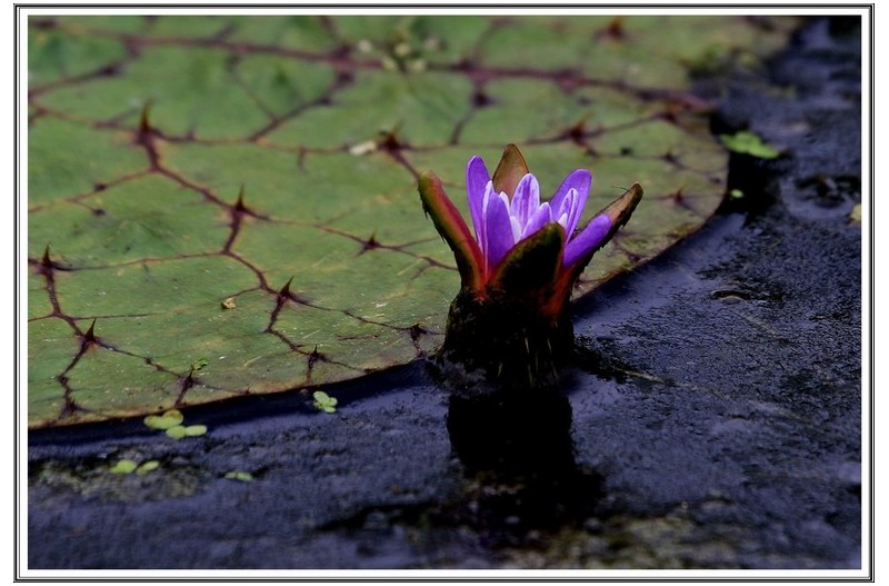 작은 가시연 과 옥잠화