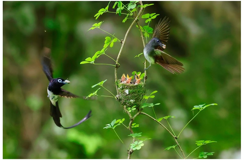 긴꼬리딱새 가족