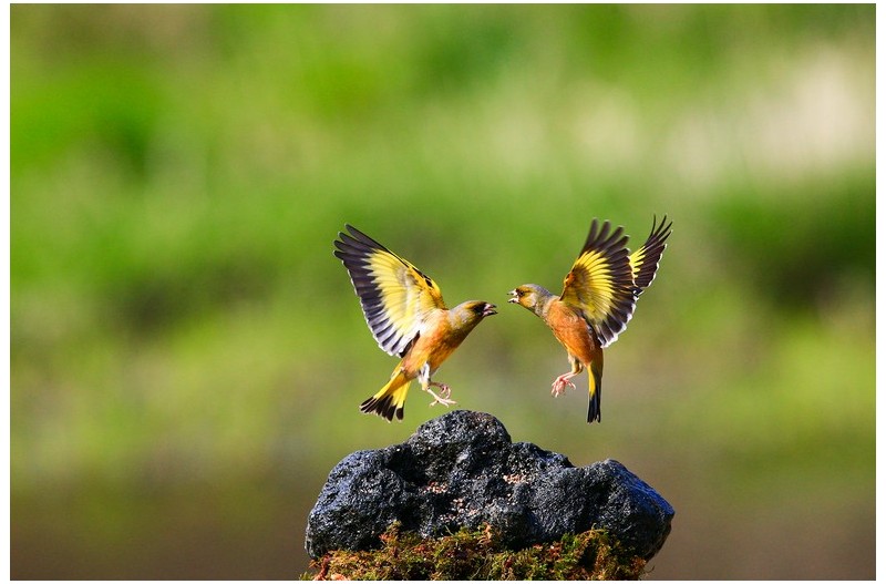 버블링하는 방울새`