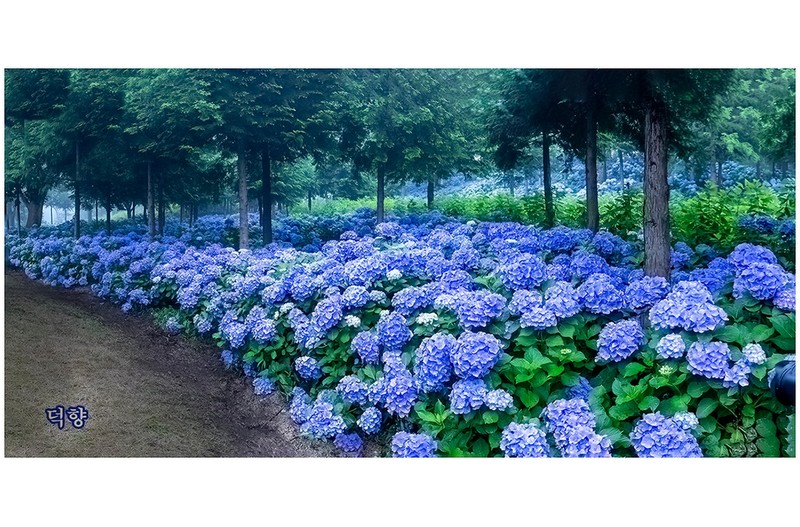 윤재림정원수국