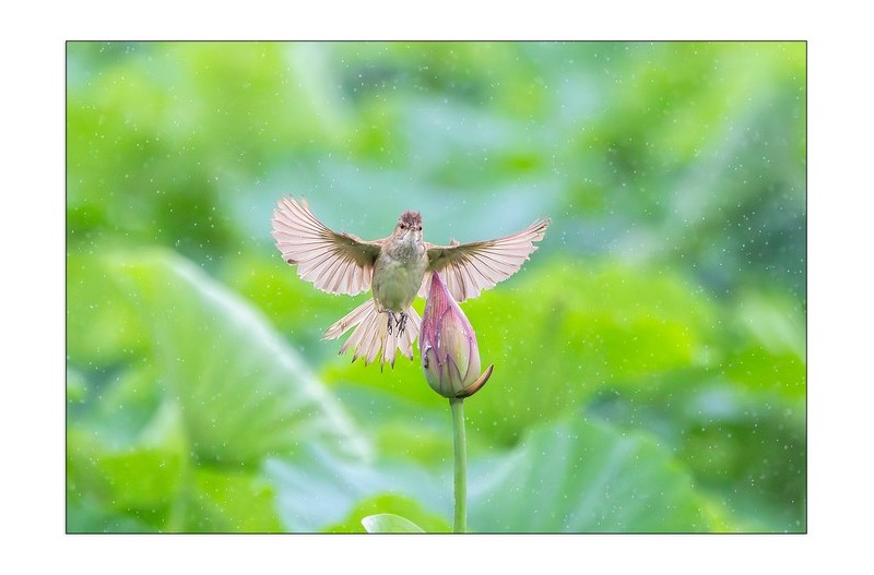 우중 개개비 비행