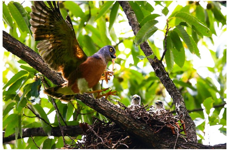 붉은가슴 매새`