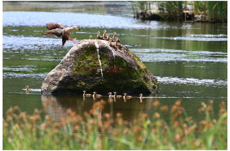 휴식하는 오리 가족`