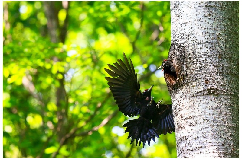 검은딱다구리 육추`