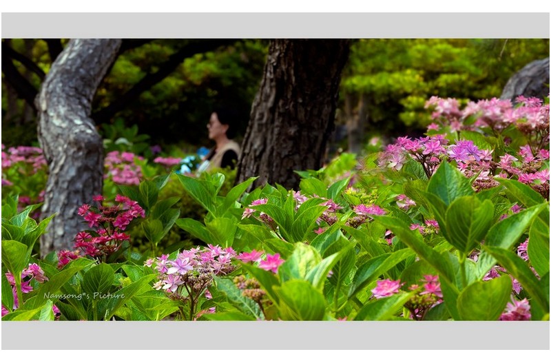 수국 꽃밭에서의 추억 ----