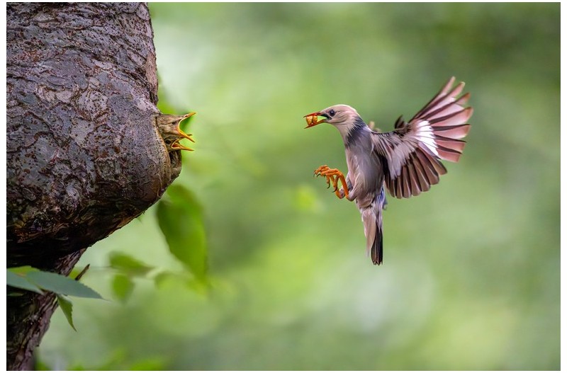 붉은부리찌레르기