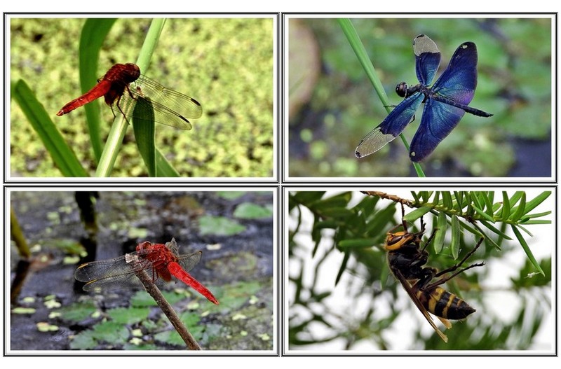 잠자리 와 말벌