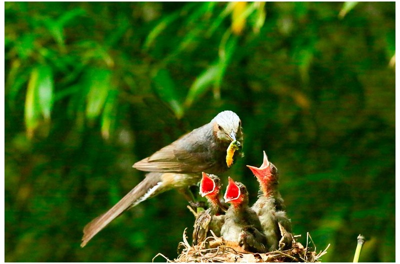 직박구니 육추`
