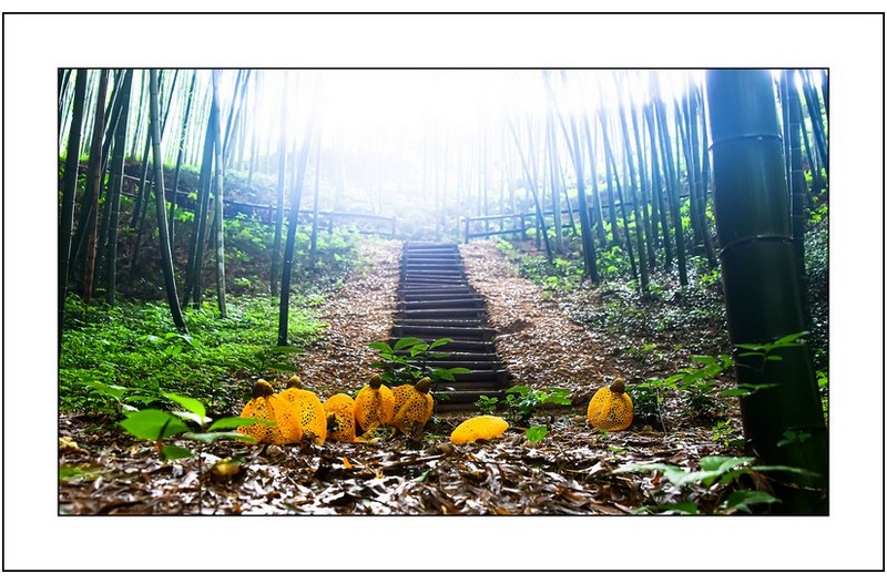 노랑망태버섯...