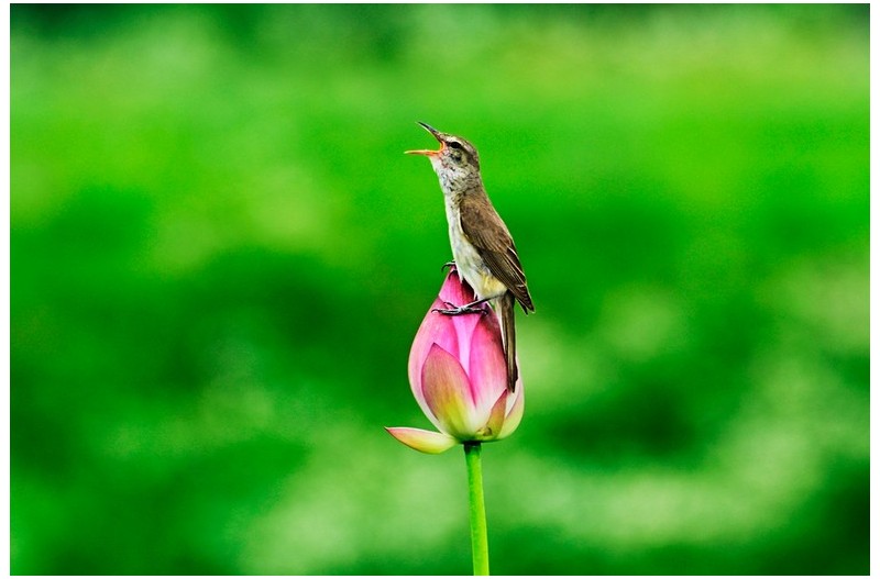 경주 개개비 소식