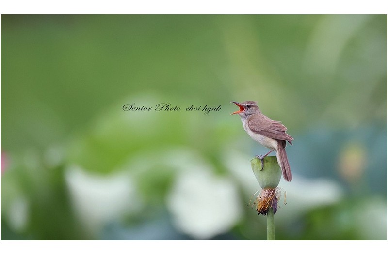 누구없소  ㅡㅡㅡㅡㅡㅡㅡㅡㅡㅡㅡㅡ