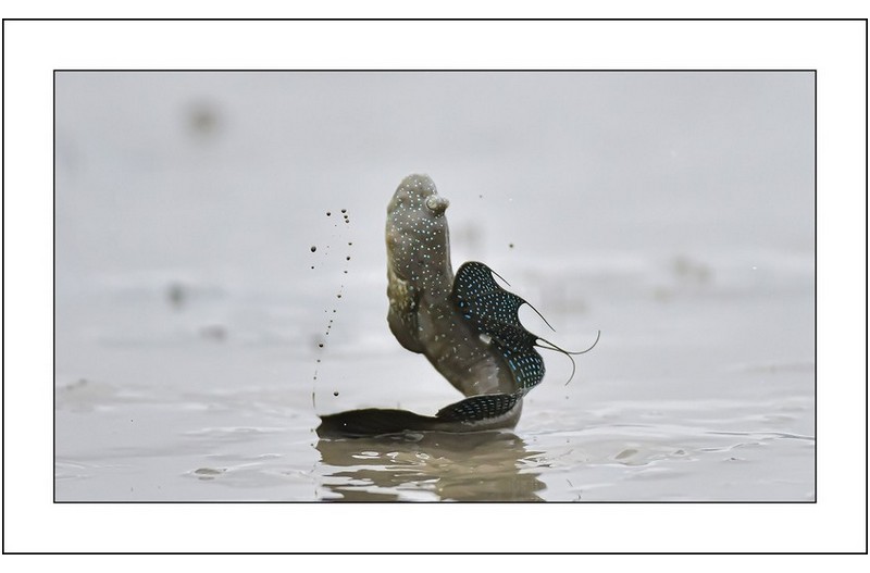 짱뚱어의 포즈...