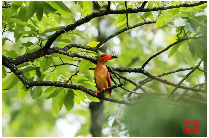 육추중인 호반새