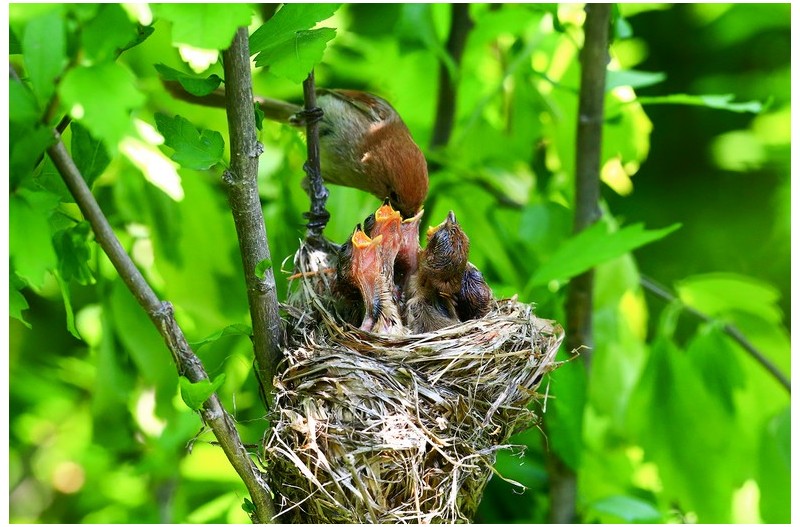 붉은오목누이 가족`