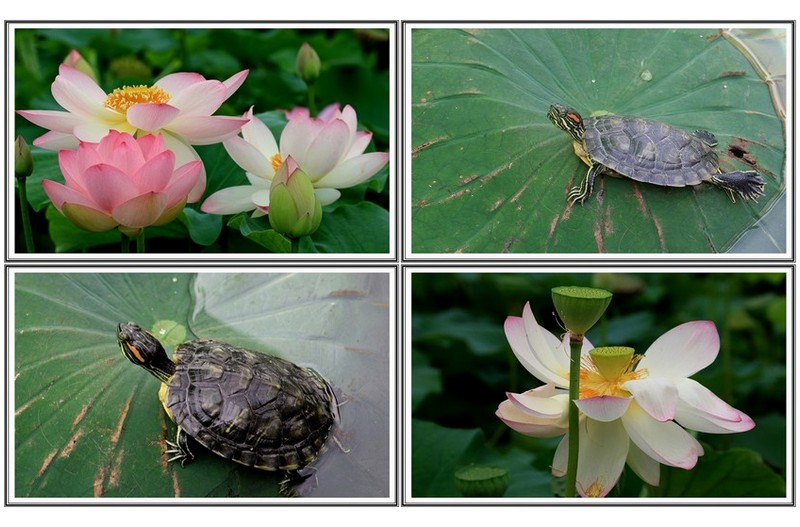 연꽃 과  거북이