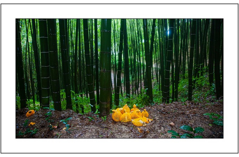 노랑망태버섯가족...