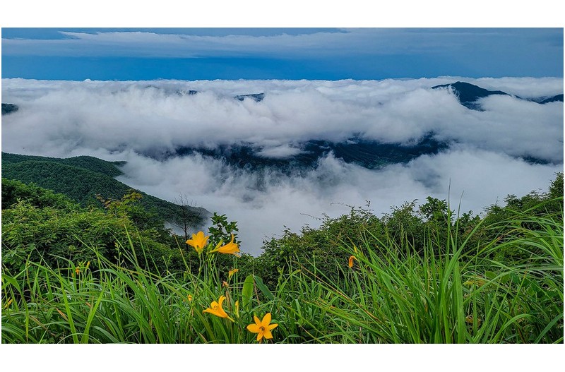 원추리의 계절이 왔습니다.