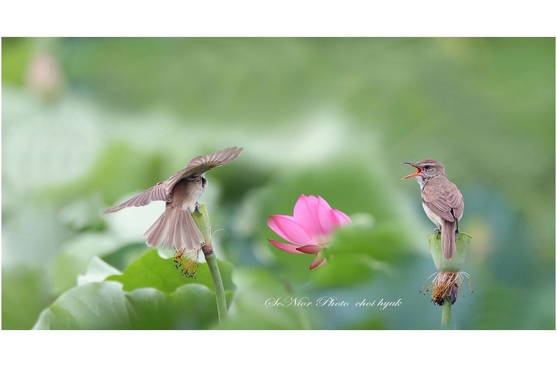 주남지에서  ㅡㅡㅡㅡㅡㅡㅡㅡㅡㅡㅡㅡㅡㅡ