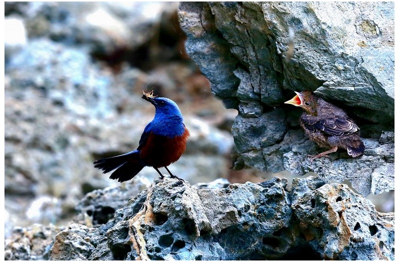 바다직박기 이슈`