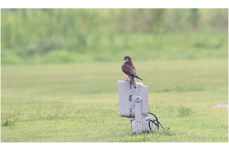 황조롱이  ㅡㅡㅡㅡㅡㅡㅡㅡㅡㅡㅡㅡㅡ