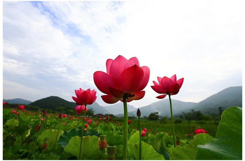 아름다운 연꽃`