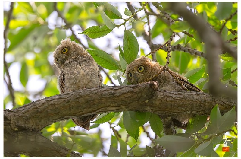 적색형 소쩍새 유조