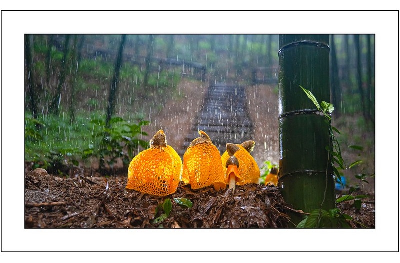 노랑망태버섯...