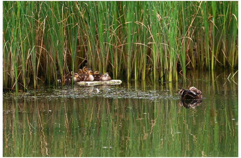 잠시 휴식하는 흰빰오리`
