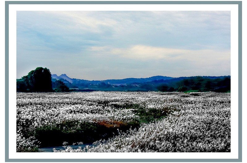 아름다운 억새..............