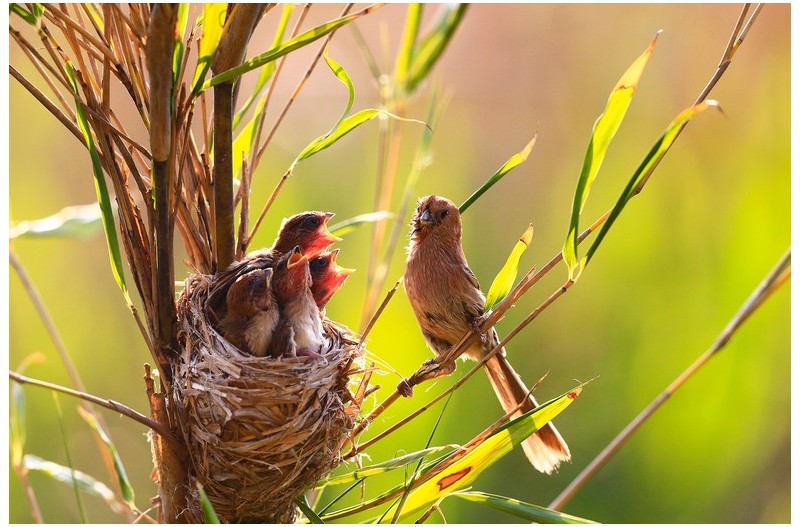 붉은머리 오목누이`