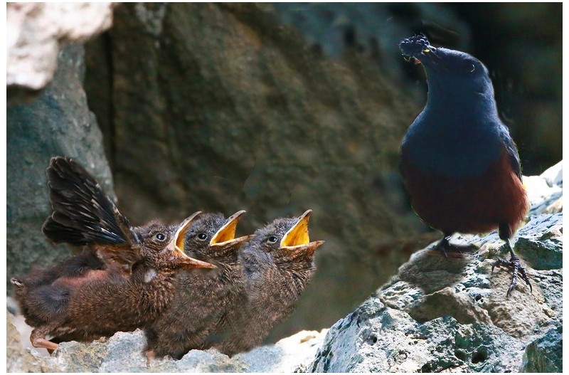 바다직박기 육추`