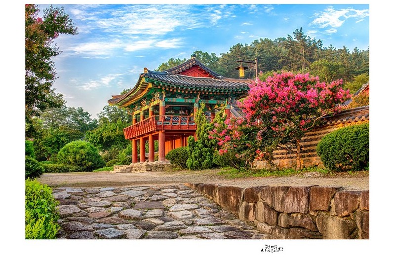 임고서원과 배롱꽃