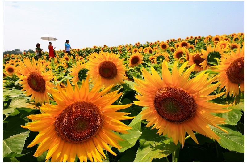 해바라기 아름다운`