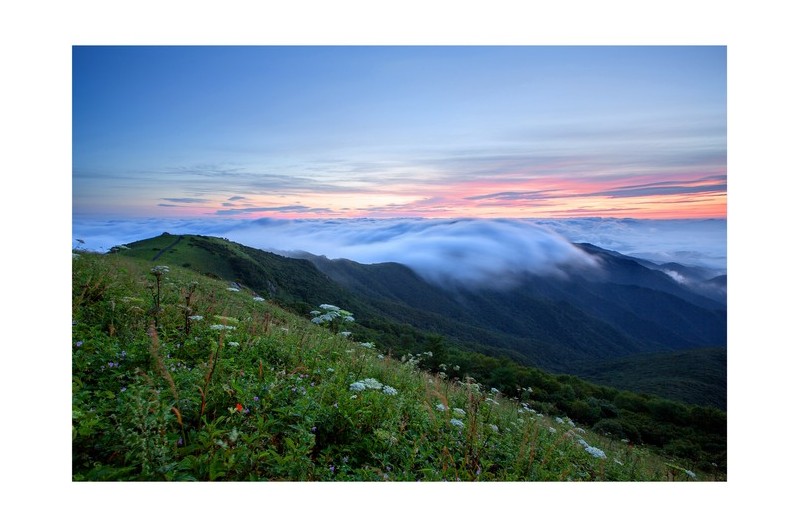소백산 야생화